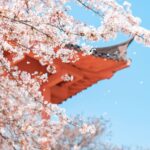 お花見